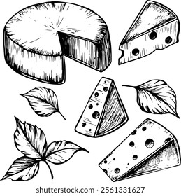 Colección grande de queso. Conjunto de bocetos de tinta. Ilustración vectorial dibujada a mano aislada sobre fondo blanco. Estilo Antiguas. Primaveras de albahaca