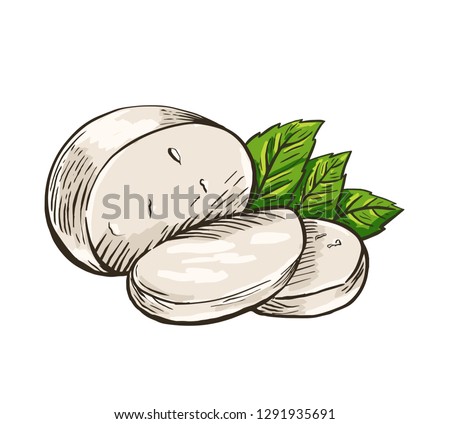 Cheese Buffalo mozzarella with basil leaves. Colored hand drawn engraving. Vector illustration.