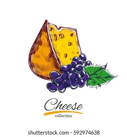 Cheese and grapes. Vector illustration. Colored objects on white