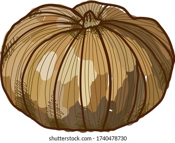 Cheese pumpkin, illustration, vector on white background