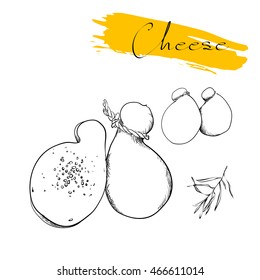 Cheese types. Delicious fresh cheese variet cheese making various types of cheese of vector cheese Vector organic food illustration. on a white background