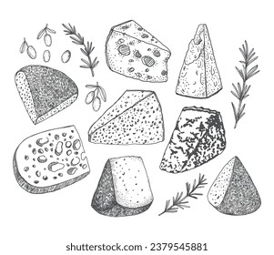 Cheeses olives rosemary vector hand drawn illustration