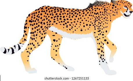 Cheetach , Wild Animal From Savana Africa - Vector Illustration