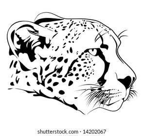 Cheetah