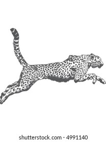 cheetah