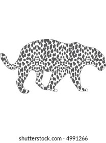 cheetah