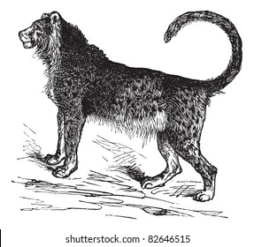 Cheetah (Acinonyx jubatus) vintage engraving. Old engraved illustration of beautiful cheetah. Trousset encyclopedia (1886 - 1891).