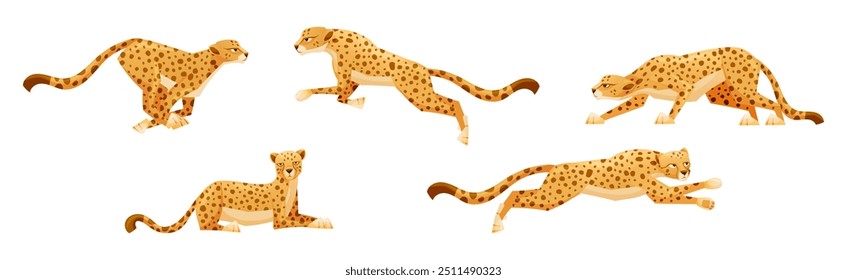 Cheetah as African Large Cat with Long Tail and Black Spots on Coat Vector Set