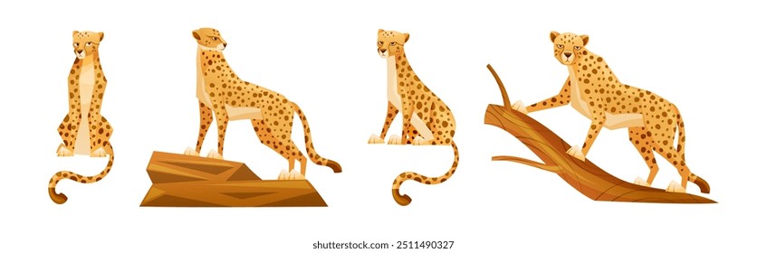 Cheetah as African Large Cat with Long Tail and Black Spots on Coat Vector Set