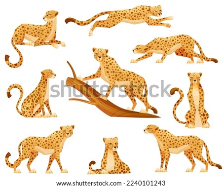 Cheetah as African Large Cat with Long Tail and Black Spots on Coat Vector Set