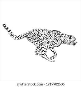 Cheetah animal illustration, nature conservation vector