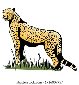 Cheetah Animal illustration Template Icon 