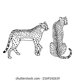 Cheetah animal set. Vector stock illustration eps10. Isolate on white background, outline, hand drawing.