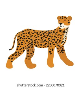 cheetah animal vector illustration icon image
