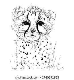 Cheetah baby vector illustration. Sketch drawing of a wild leopard or jaguar in black ink on white background.