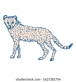 Cheetah baby vector illustration.Isolated sketch drawing of a wild leopard or jaguar in pantone classic blue and peach colors  on white background.

