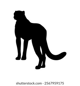 Cheetah backside silhouette vector illustration design on white background.