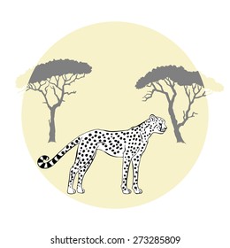 Cheetah between savannah trees. Vector Illustration