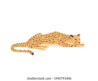 Cheetah big wild cat african savannah predator animal cartoon design character vector illustration on white background