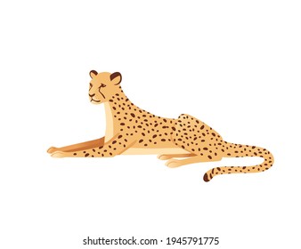 Cheetah big wild cat african savannah predator animal cartoon design character vector illustration on white background