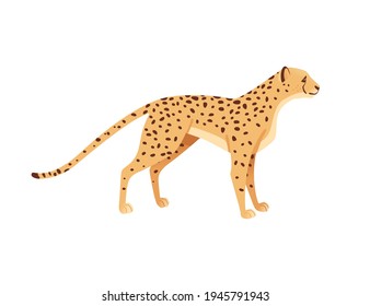 Cheetah big wild cat african savannah predator animal cartoon design character vector illustration on white background