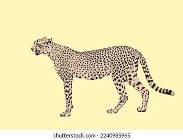 Cheetah big wild cat african design character vector illustration on color background. Vector of flat hand drawn cheetah isolated.