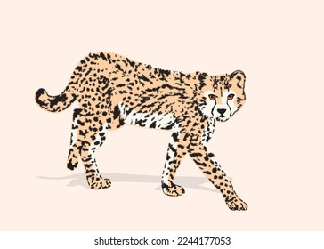 Cheetah big wild cat african design character vector illustration on color background. Vector of flat hand drawn cheetah isolated.
