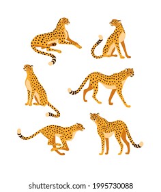 Cheetah collection. Vector illustration of cartoon cheetah in various actions: lies, sitting, standing, walking and running. Isolated on white
