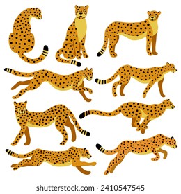 Cheetah Collection. Vector illustration of cartoon cheetahs in different actions like standing, jumping, hunting, running, walking. Isolated on white.