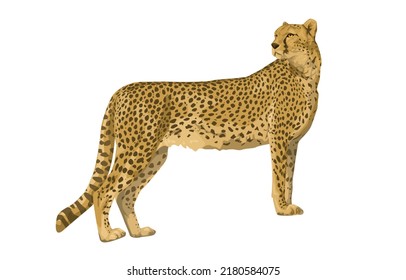 Cheetah color drawing, realistic. Wild big cat. fast cheetah. Vector illustration of paints