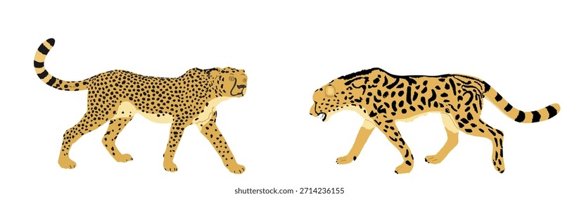 Cheetah couple vector illustration isolated on background. Big cat, fastest animal on planet. African safari. Elegant cheetah family, male and female mating. Cheetah male battle for female and mating.