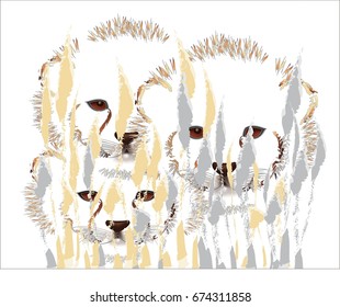 Cheetah cubs in the bush