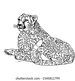 Cheetah drawing on a white background for coloring with paints and pencils