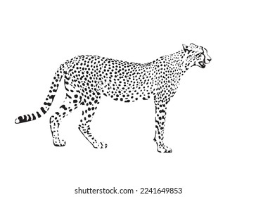 Cheetah, exotic african wild animal. Cheetah on white background logo. vector Cheetah, guepard wild cats graphic illustration.