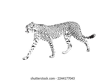 Geparden, exotische afrikanische Wildtiere. Cheetah auf weißem Hintergrund Logo. Vektor Cheetah, geschützte wilde Katzen grafische Illustration.