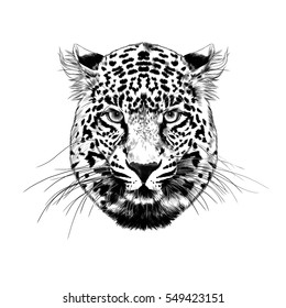 Cheetah Face Black White Sketch Vector Stock Vector (Royalty Free ...