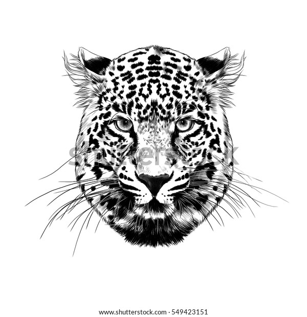 Cheetah Face Black White Sketch Vector Stock Vector (royalty Free 