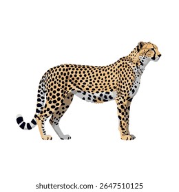Cheetah in full body side profile – vector illustration on white background, 2D vector illustration