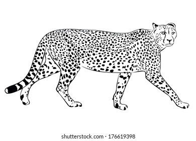 Cheetah Gepard Cat Stock Vector (Royalty Free) 176619398 | Shutterstock