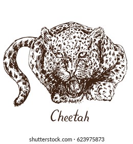 Cheetah growling, has opened an embittered mouth, canines, hand drawn doodle, sketch in pop art style, vector illustration