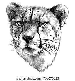 Cheetah head sketch vector graphics monochrome black-and-white drawing