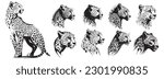 Cheetah heads black and white vector. Silhouette svg shapes of cheetah illustration.