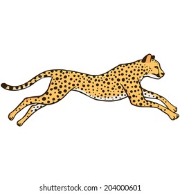 Cheetah illustration