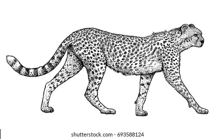 Cheetah illustration, drawing, engraving, ink, line art, vector