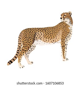 Cheetah, illustration in vector graphics on a white background.