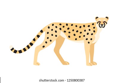 Cheetah isolated on white background. Graceful exotic carnivorous animal or predator with spotted coat. Fast African and Asian wild cat or felid. Colorful vector illustration in flat cartoon style.