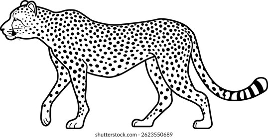The cheetah isolated on white background