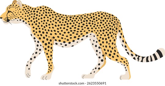 The cheetah isolated on white background