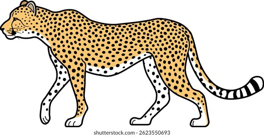 The cheetah isolated on white background