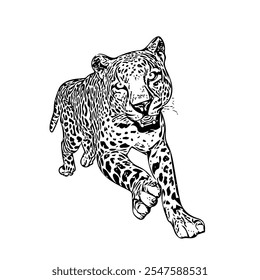 Cheetah jaguar panther wild cat vector ilustration isolated design template 